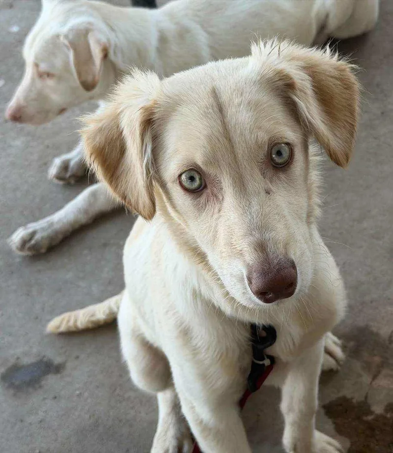A young medium-sized female Golden Retriever dog named Elsa for adoption in Billings, MT