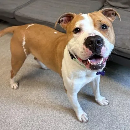 An adult large-sized male Golden Mixed Breed dog named Aries for adoption in Lansing, MI