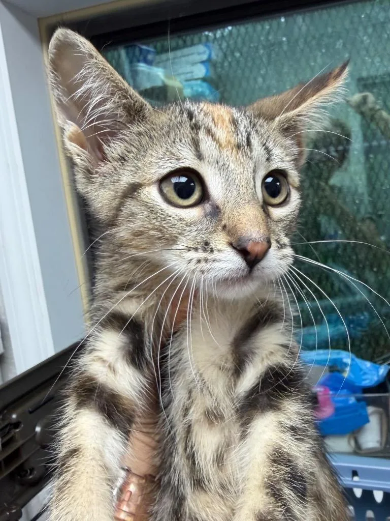 A baby medium-sized female Domestic Short Hair cat named Calista for adoption in Pomona, NY