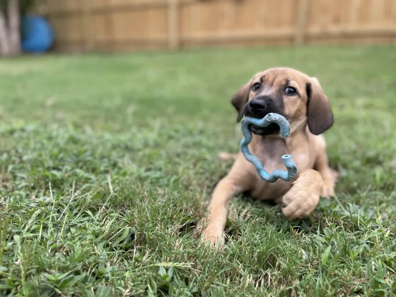 A baby medium-sized female Hound dog named Piper for adoption in Richmond, VA
