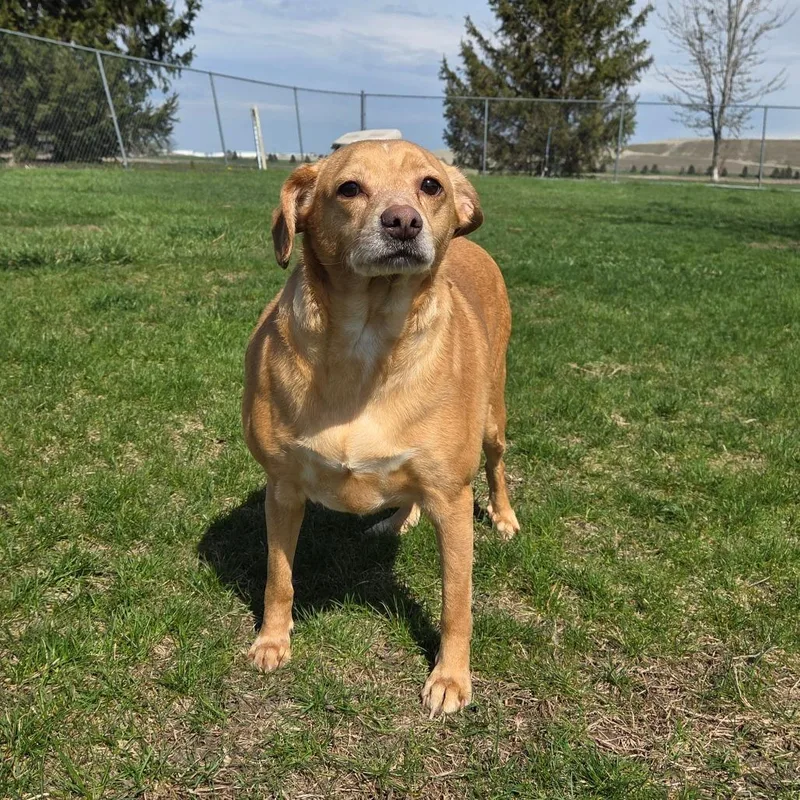 An adult medium-sized male Yellow / Tan / Blond / Fawn Chihuahua dog named Jimmy Dean Sausage Link for adoption in Pontiac, IL