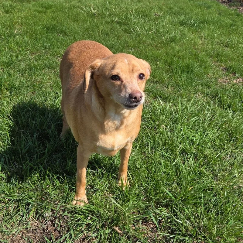 Jimmy Dean Sausage Link thumbnail 2