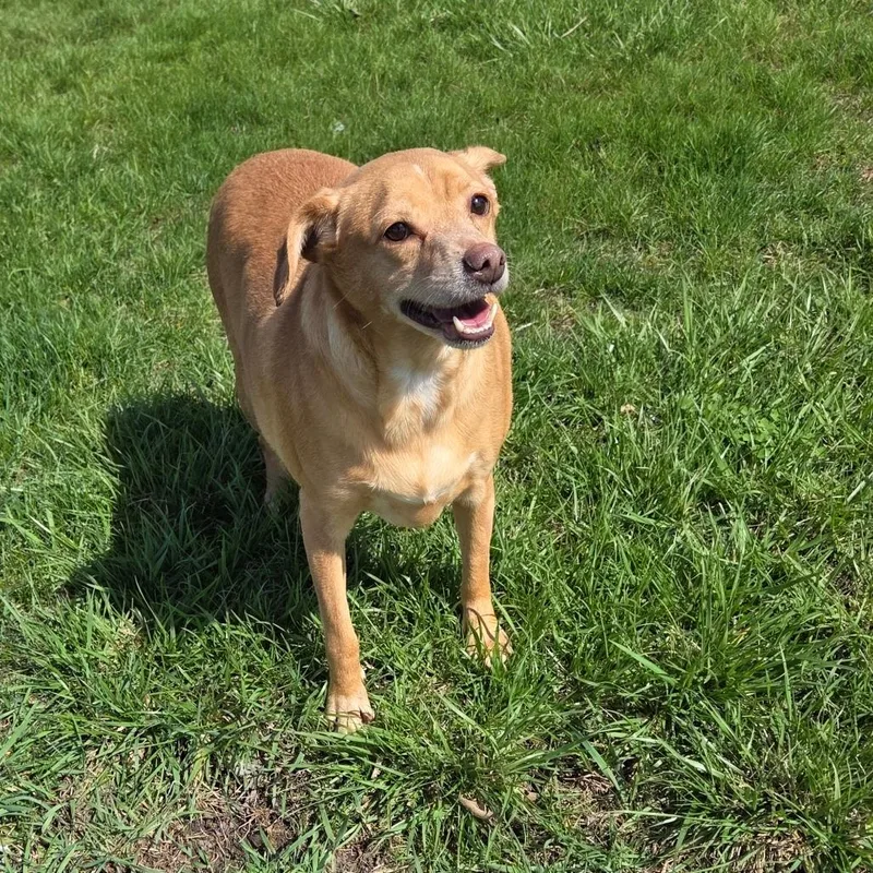 Jimmy Dean Sausage Link thumbnail 3