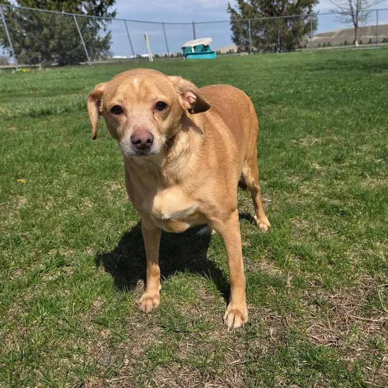 Jimmy Dean Sausage Link thumbnail 4