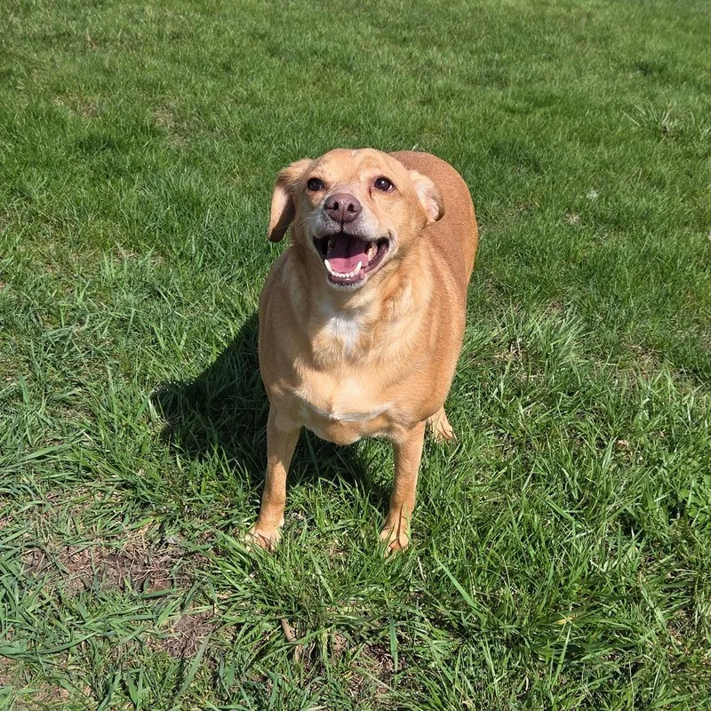 Jimmy Dean Sausage Link thumbnail 5