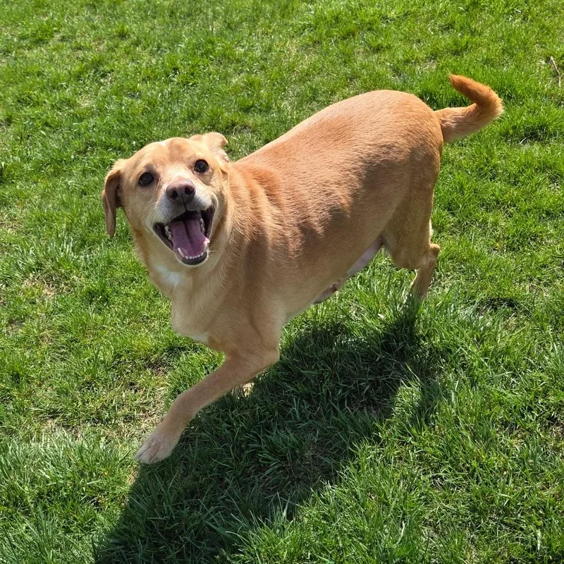 Jimmy Dean Sausage Link thumbnail 6