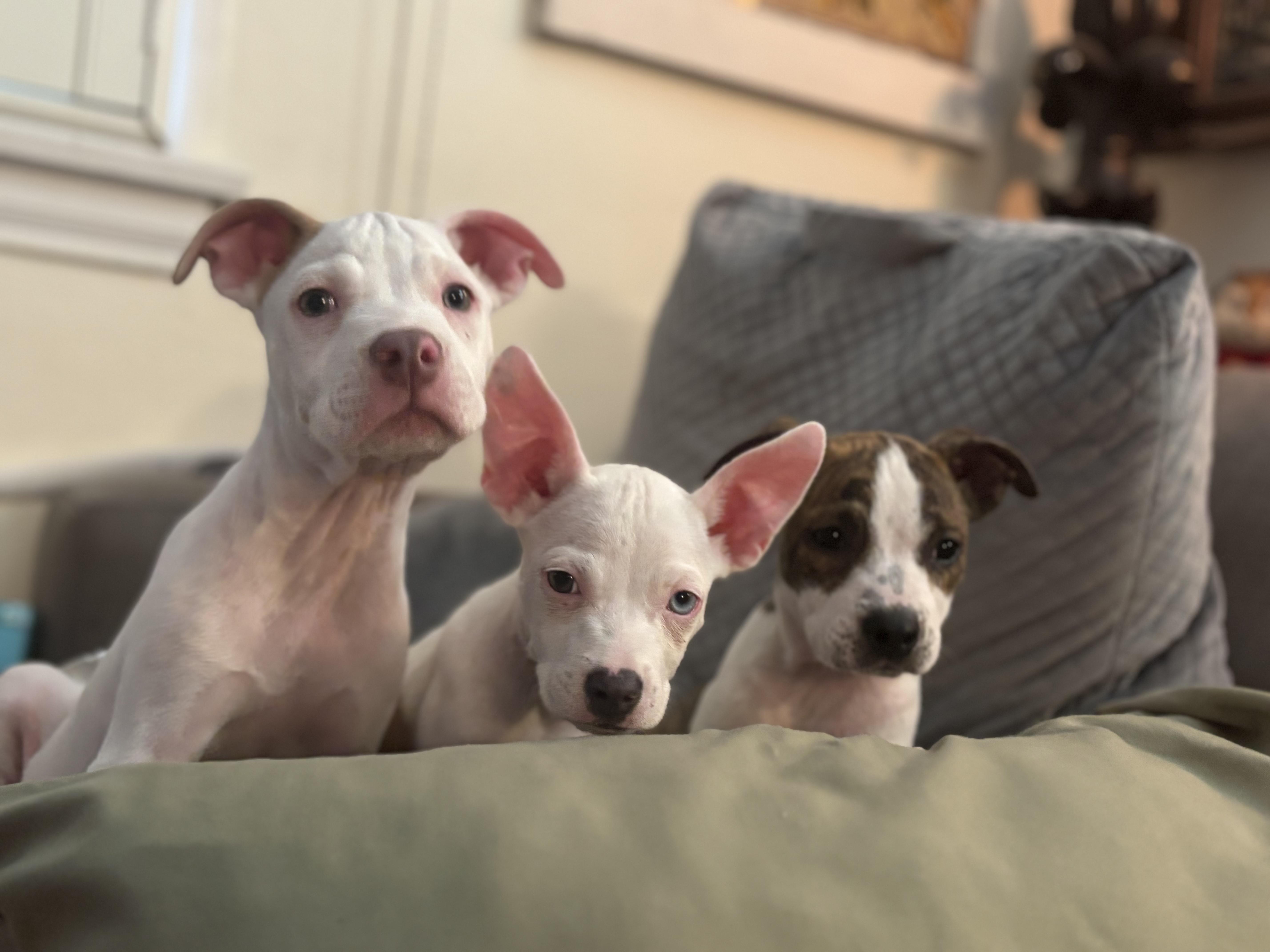 Pups...Piggy  Winnie and thumbnail 2