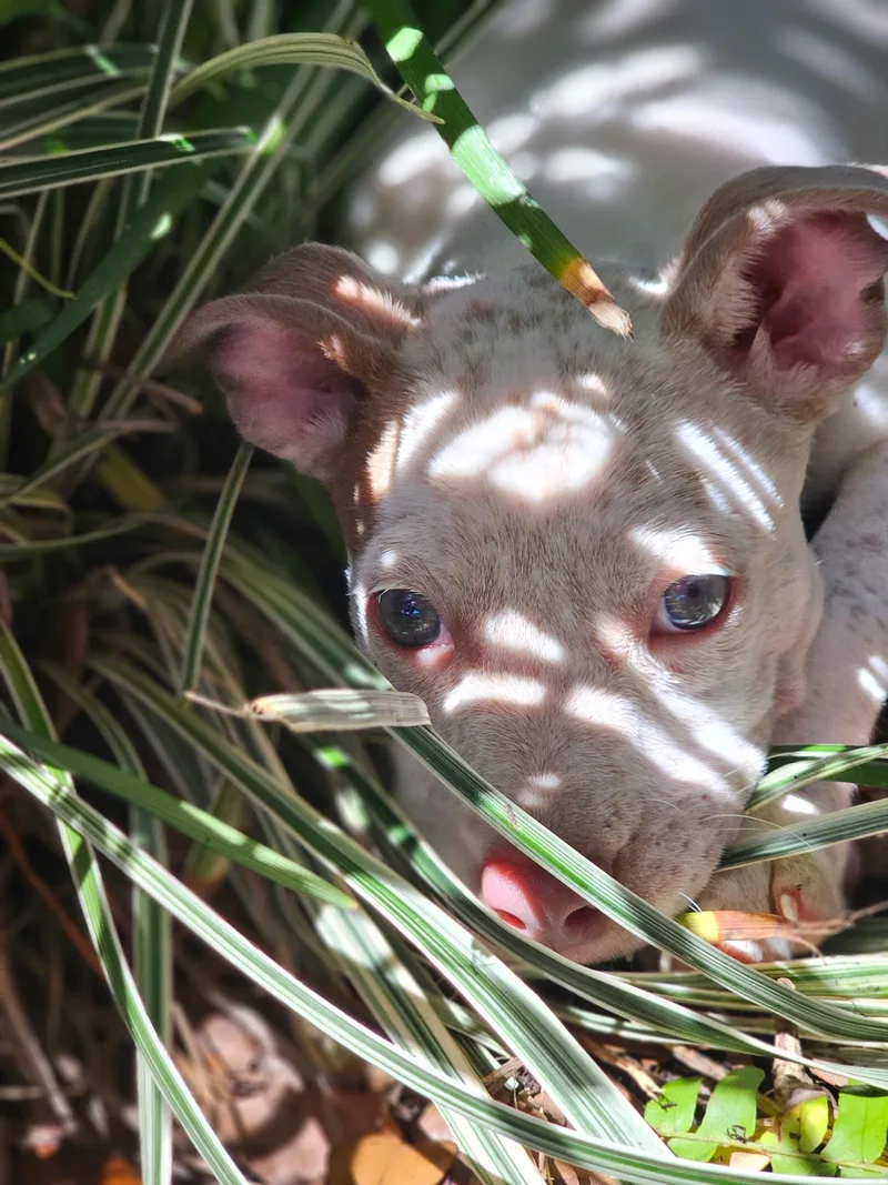 Pups...Piggy  Winnie and thumbnail 3