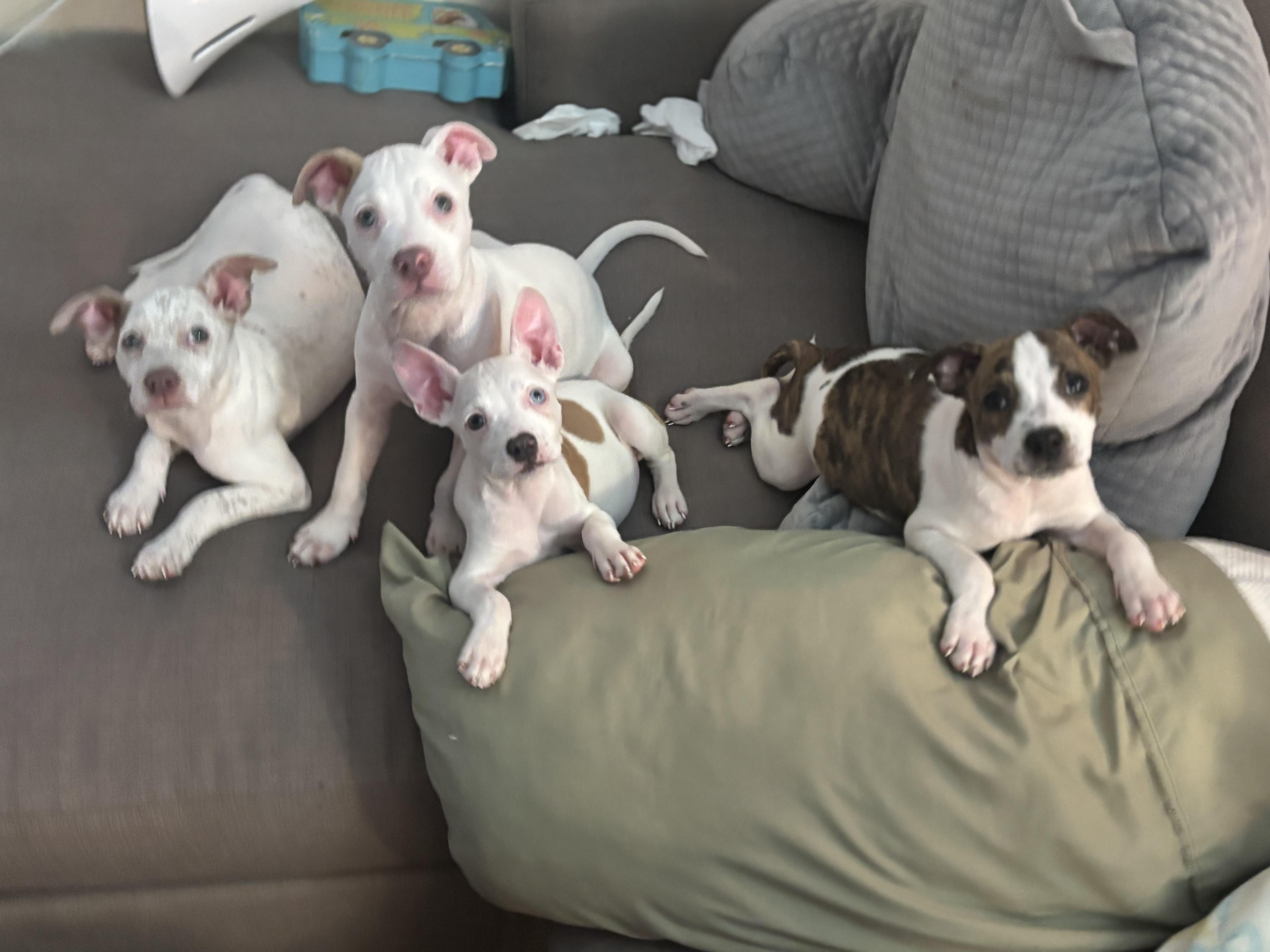 Pups...Piggy  Winnie and thumbnail 5