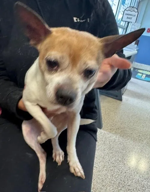 An adult small-sized male Chihuahua dog named Mickey for adoption in Miami, FL