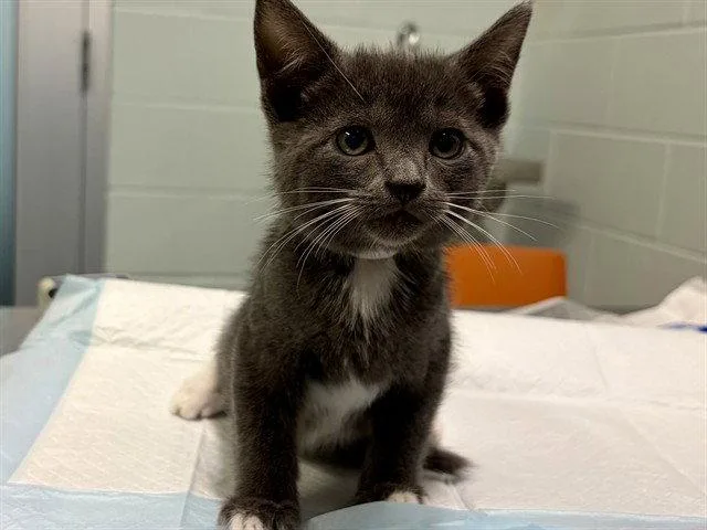 A baby small-sized female Gray / Blue / Silver Domestic Short Hair cat named Penne for adoption in Tavares, FL