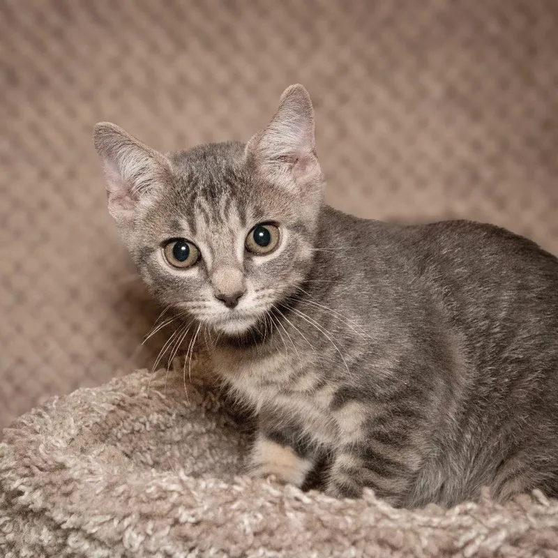 A baby small-sized male Gray / Blue / Silver Domestic Short Hair cat named Apollo for adoption in Santa Fe, TX