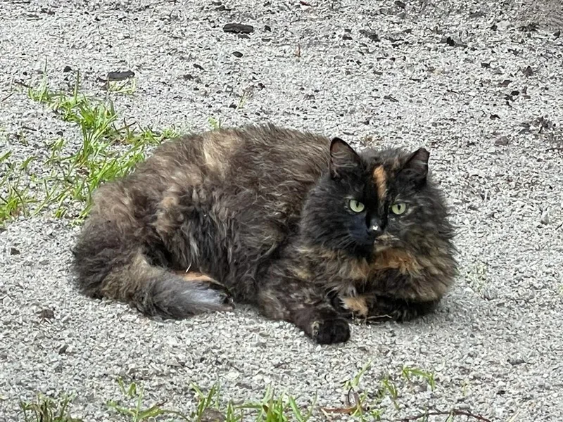 An adult large-sized female Domestic Long Hair cat named Sage for adoption in New Bern, NC