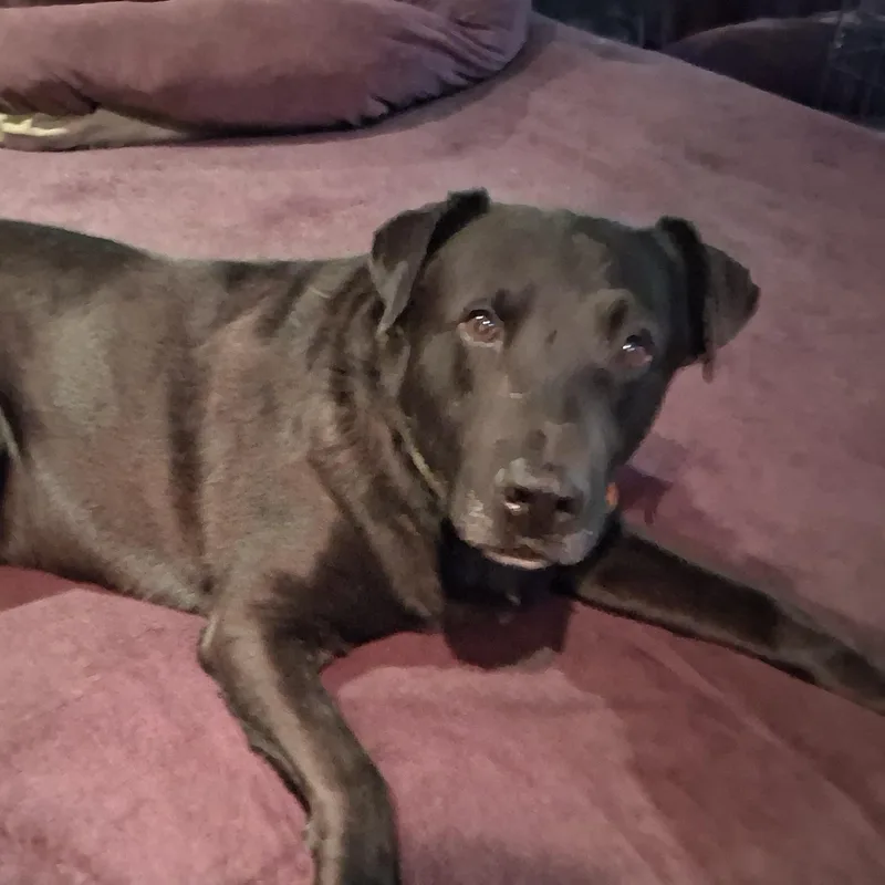 A young large-sized male Black Labrador Retriever dog named Buster for adoption in North Jackson, OH