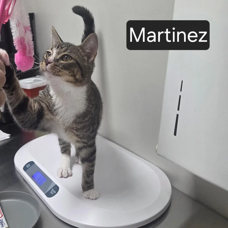 A young medium-sized male Tabby (Gray / Blue / Silver) Domestic Short Hair cat named Martinez for adoption in SNOW HILL, NC