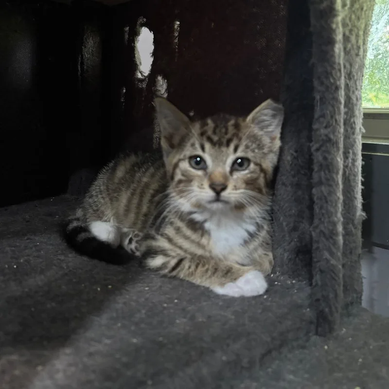 A baby small-sized male Brown / Chocolate Domestic Short Hair cat named Bentley for adoption in Shelbyville, IN