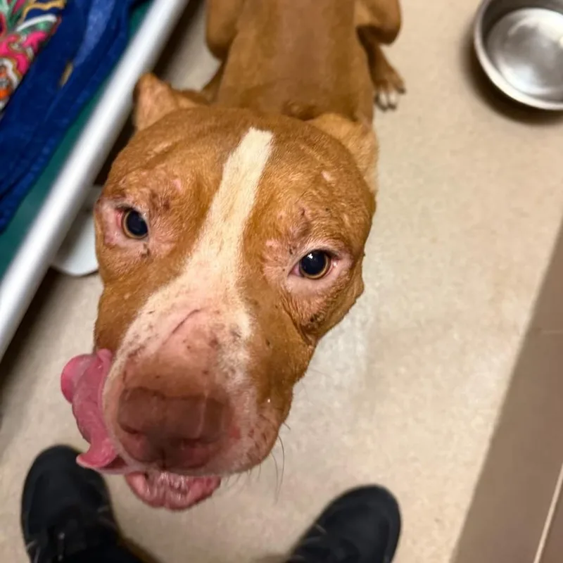 A young medium-sized male Yellow / Tan / Blond / Fawn Mixed Breed dog named Daddy Topps for adoption in Waukesha, WI