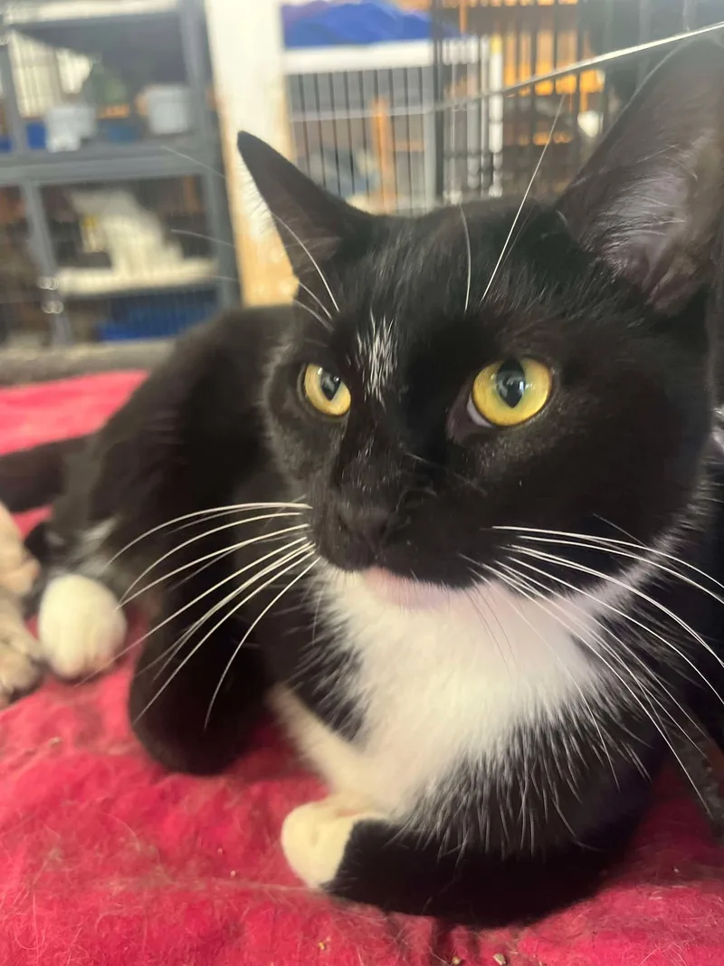 An adult large-sized male Black & White / Tuxedo Domestic Short Hair cat named Asher for adoption in Marion, IN