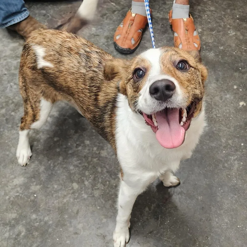 A baby medium-sized female White / Cream Mixed Breed dog named Sandy for adoption in Evensville, TN
