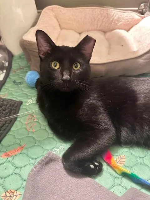 A young medium-sized male Domestic Short Hair cat named Denny for adoption in Chicago, IL