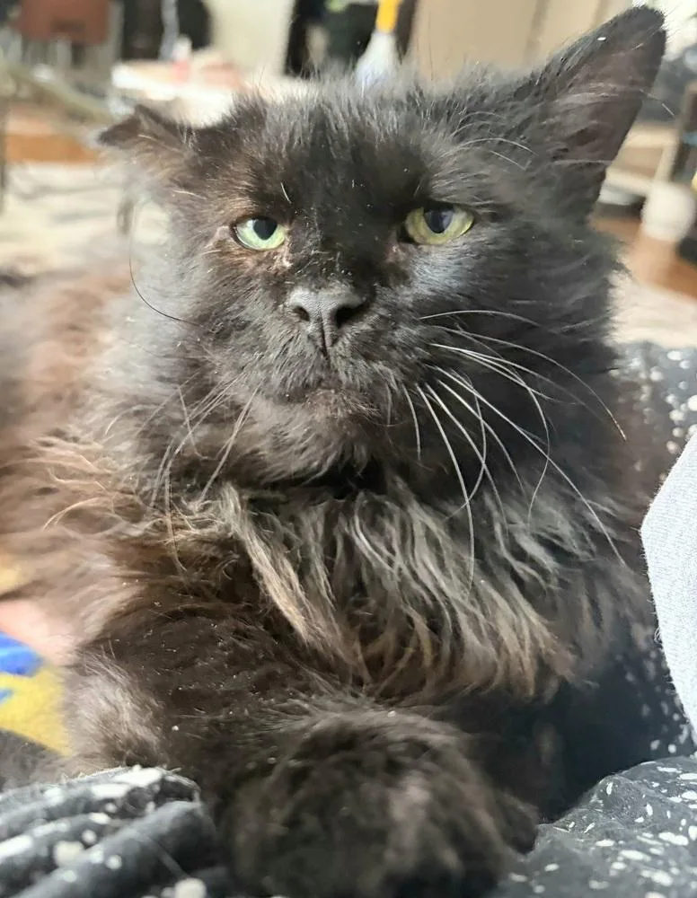 A senior medium-sized male Domestic Long Hair cat named Henry for adoption in Chicago, IL