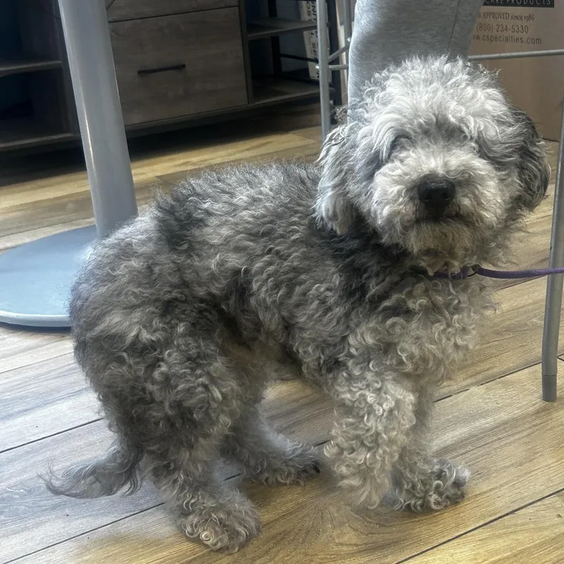 An adult small-sized male Gray / Blue / Silver Poodle (Toy) dog named Chase for adoption in Newark, NJ