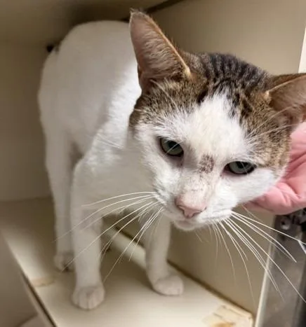 An adult medium-sized male Domestic Short Hair cat named Bruce Wayne for adoption in Windsor, CT