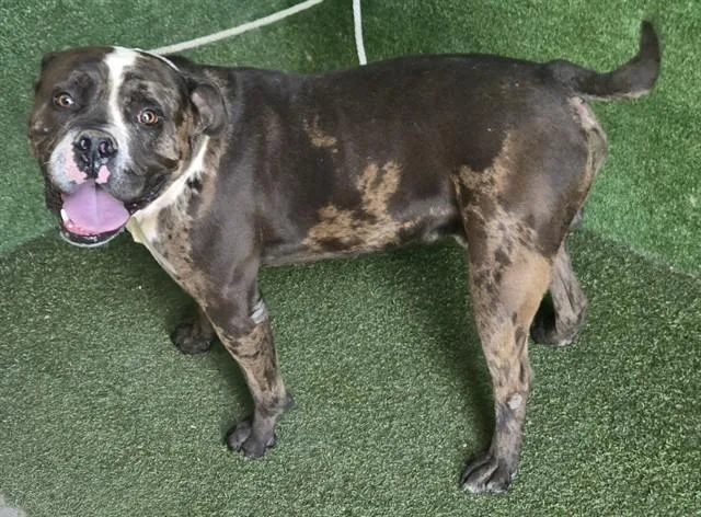A young large-sized male Pit Bull Terrier dog named Terance for adoption in Lancaster, CA