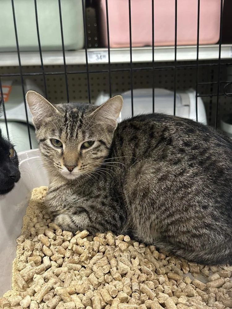 A baby medium-sized female Tabby cat named Whisper for adoption in Orlando, FL