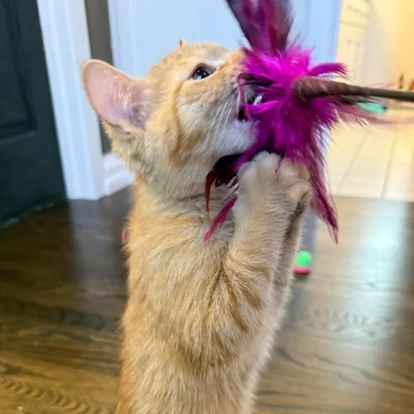 A baby small-sized male Orange / Red Domestic Short Hair cat named Orsen for adoption in Pleasanton, CA
