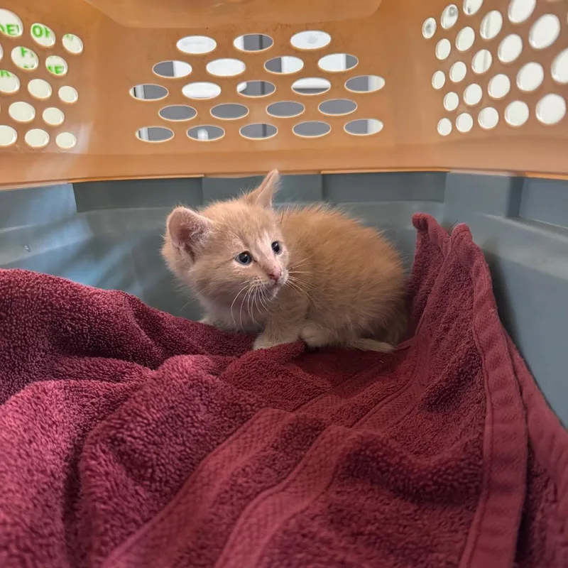 A baby small-sized male Orange / Red Domestic Short Hair cat named Simba for adoption in Upland, CA