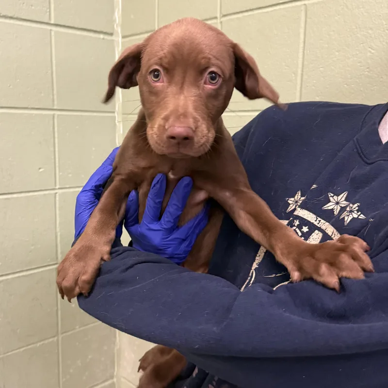 A baby large-sized female Chocolate Labrador Retriever dog named Alani for adoption in Kearney, NE