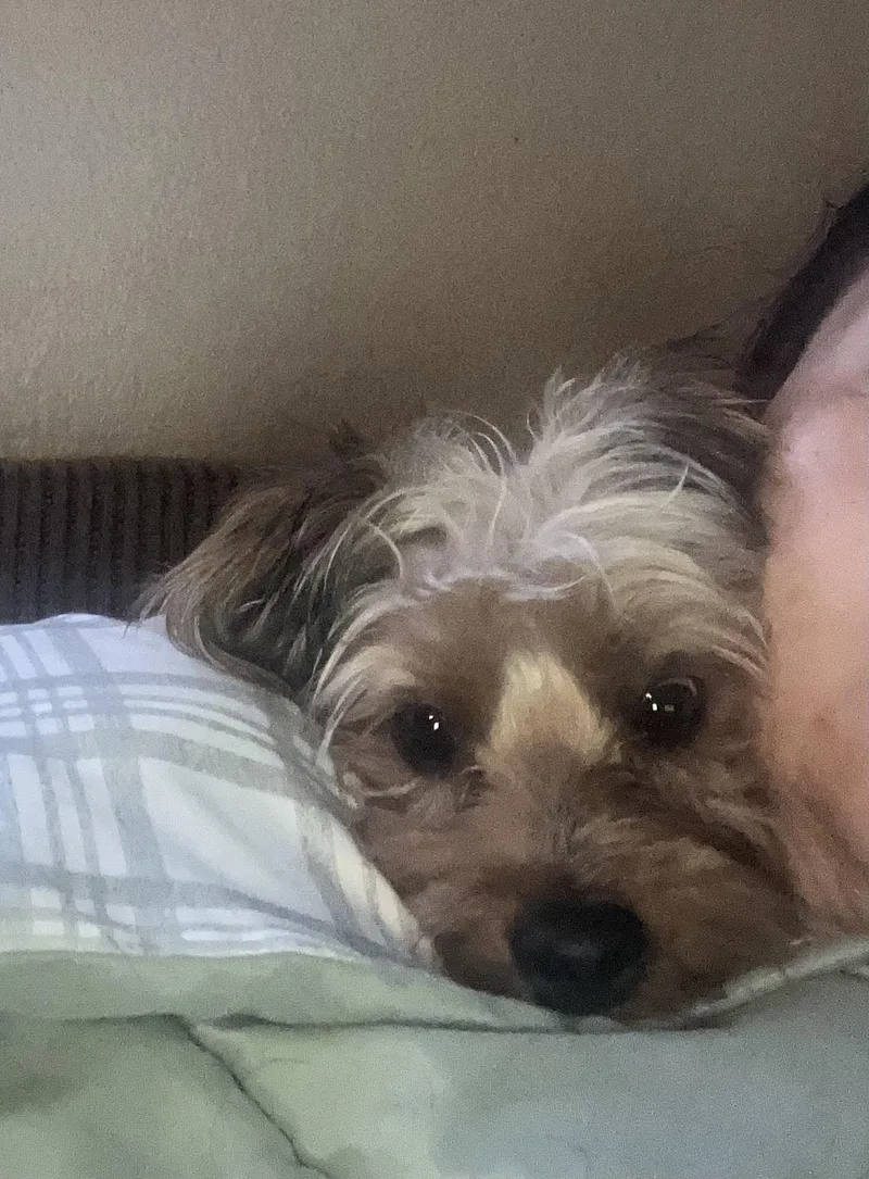 Roxie