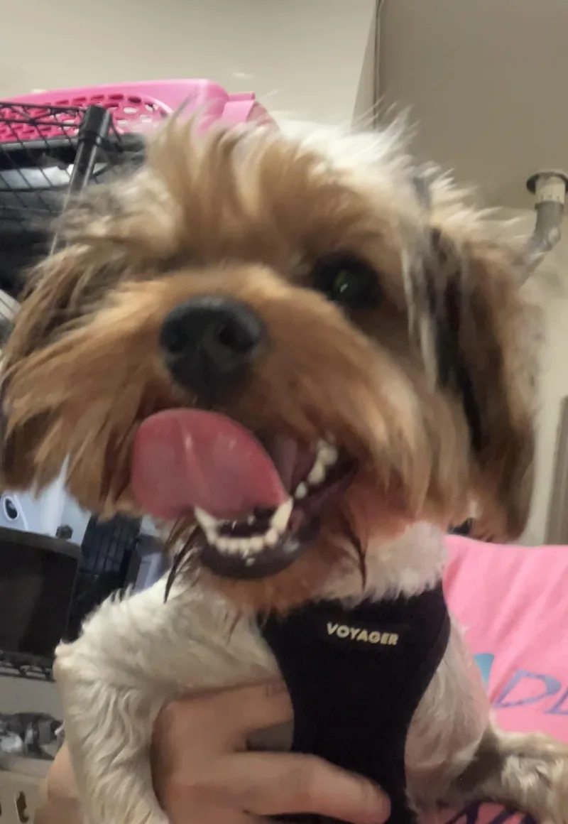 Roxie thumbnail 2