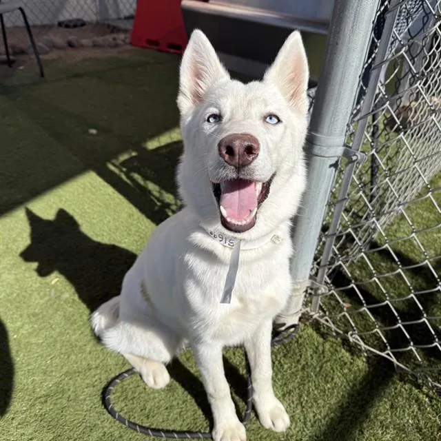 A young large-sized female Siberian Husky dog named Bolt for adoption in Phoenix, AZ