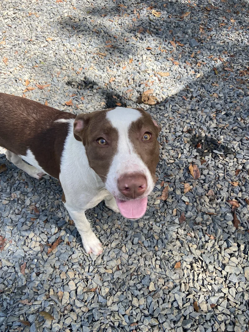 A young medium-sized female Terrier dog named Cricket for adoption in POLKTON, NC