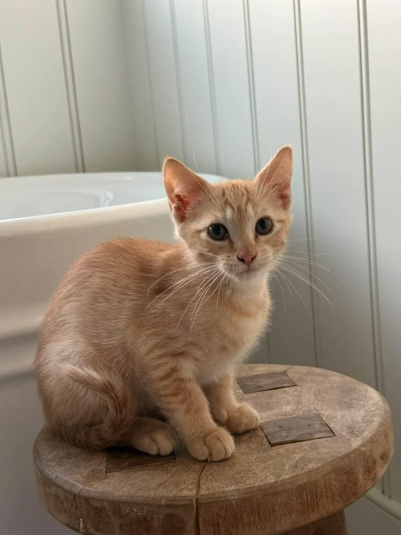 A baby small-sized male Orange / Red Domestic Short Hair cat named Leopald for adoption in Clarksville, TN