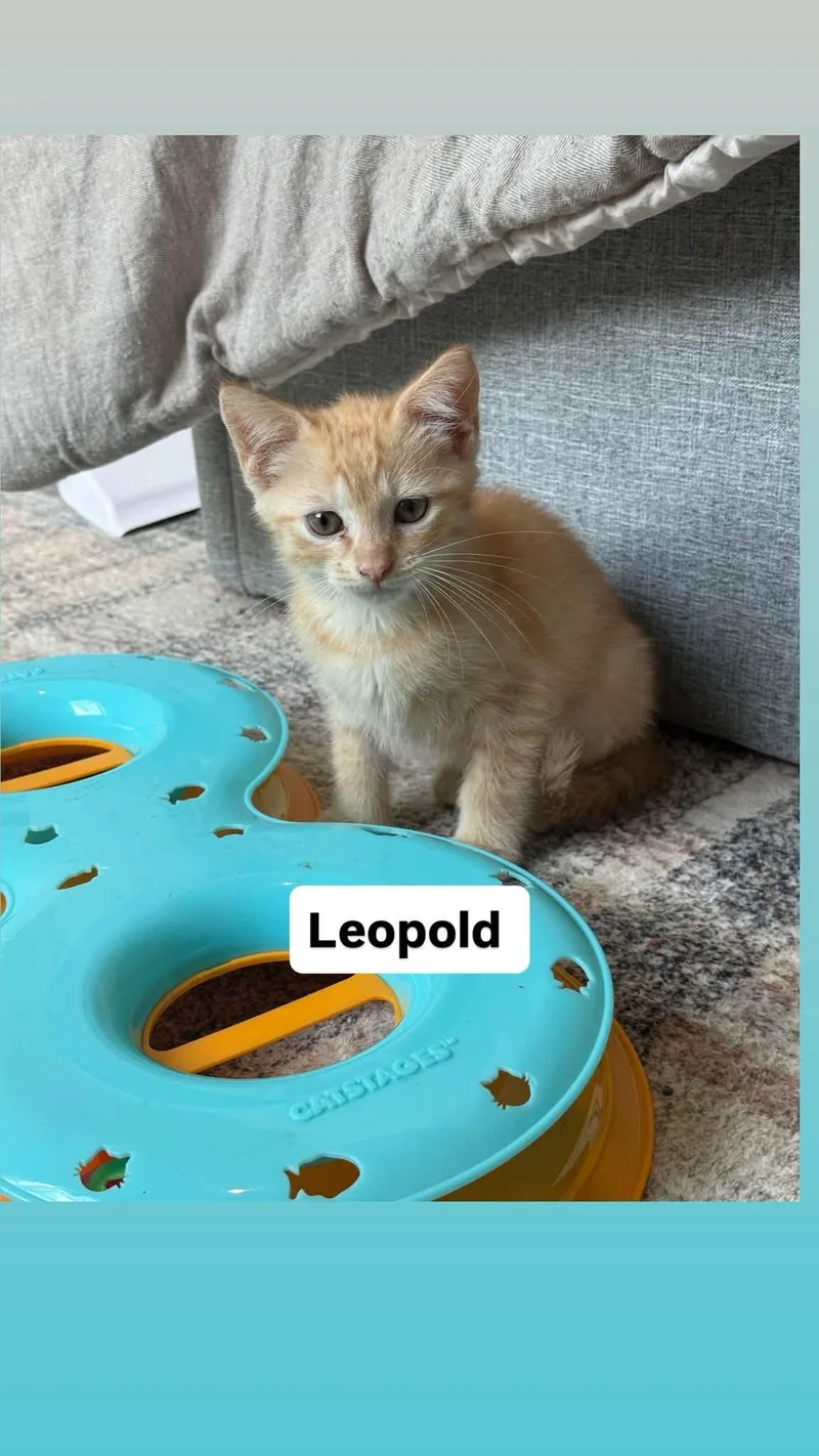 Leopald thumbnail 3