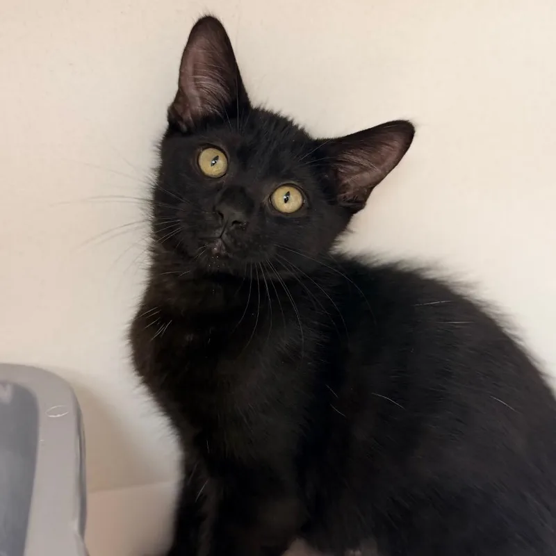 A baby small-sized female Black Domestic Medium Hair cat named Void for adoption in Champaign, IL