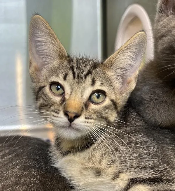 A baby small-sized female Domestic Short Hair cat named Dr. Purrper for adoption in Sioux City, IA