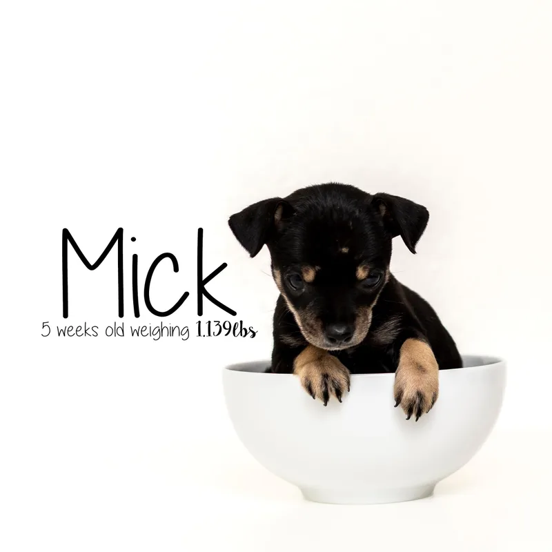Mick