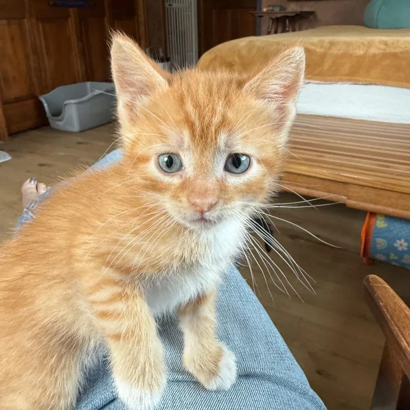 A baby medium-sized female Tabby (Orange / Red) Domestic Short Hair cat named Layla for adoption in Minneapolis, MN