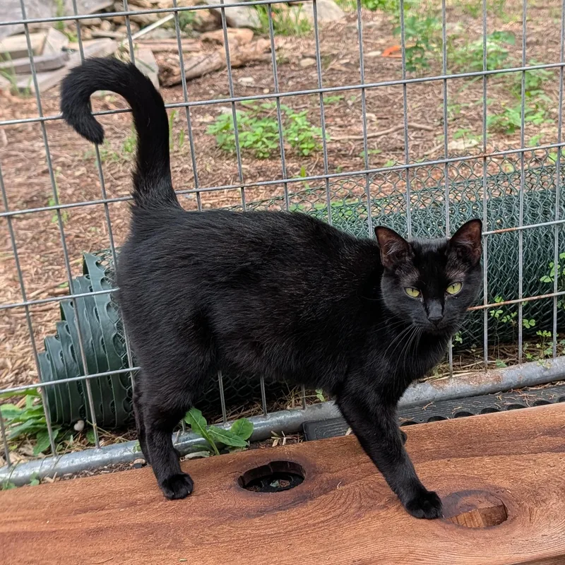 An adult medium-sized female Black Domestic Short Hair cat named Mama Luna for adoption in Fischer, TX
