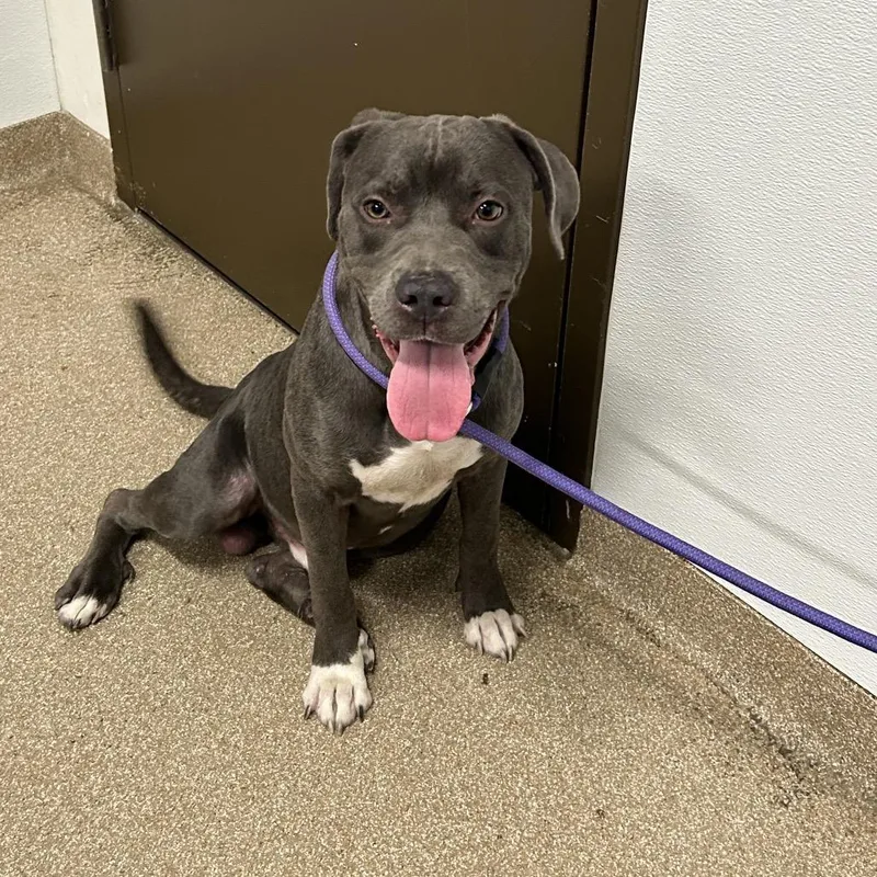 A young large-sized male Pit Bull Terrier dog named Spike for adoption in League City, TX
