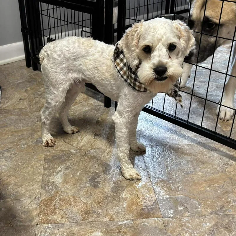 An adult small-sized male White / Cream Cockapoo dog named Bing for adoption in Cleveland, TN
