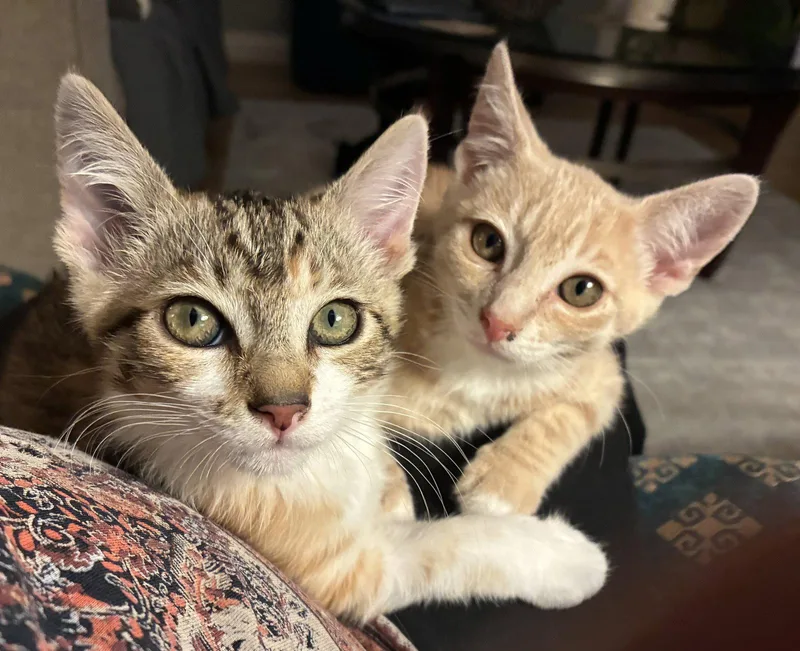 A baby medium-sized female Domestic Short Hair cat named Spring & Summer for adoption in San Luis Obispo, CA