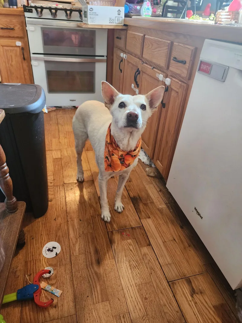 Ginger D thumbnail 3