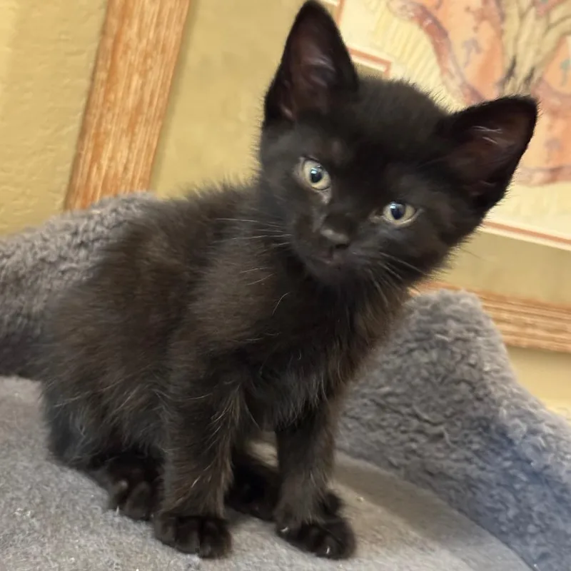 A baby small-sized female Black Domestic Short Hair cat named Clove for adoption in Austin, TX