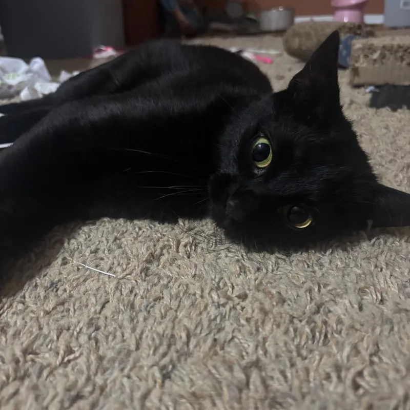 An adult small-sized female Black Bombay cat named Batty for adoption in Rochester, MN