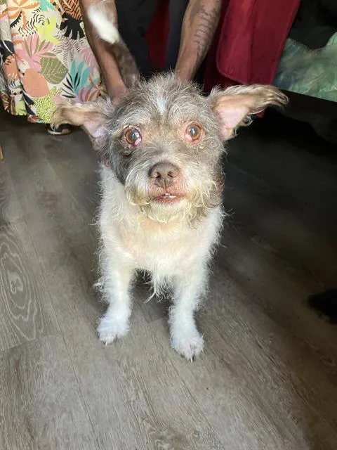 An adult medium-sized male Cairn Terrier dog named Russell for adoption in Dallas, TX